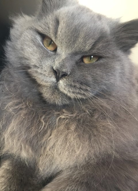 Bluebell